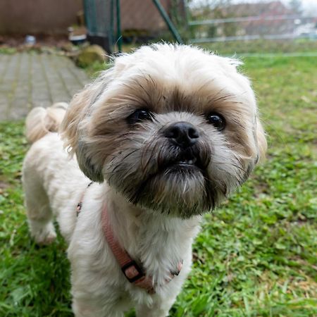 Fewo Harzer Weitblick, Hunde Willkommen, W-Lan, 2X Smart Tv, Dtv 4 Sterne, 4 Pfoten Braunlage Exterior photo